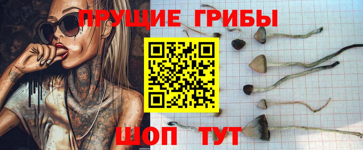 Псилоцибиновые грибы мицелий Переславль-Залесский
